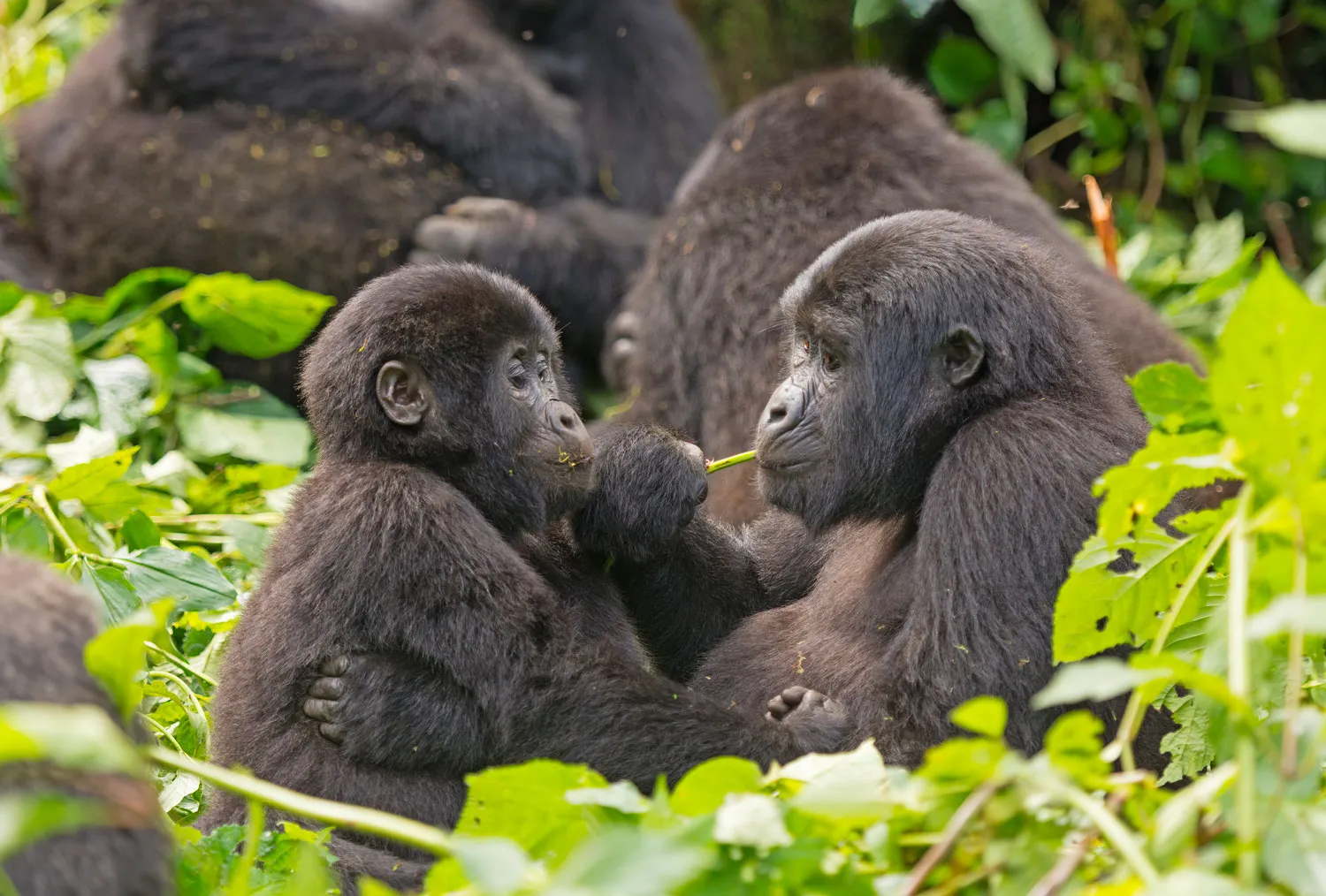 Volcanoes National Park | Golden monkey trekking