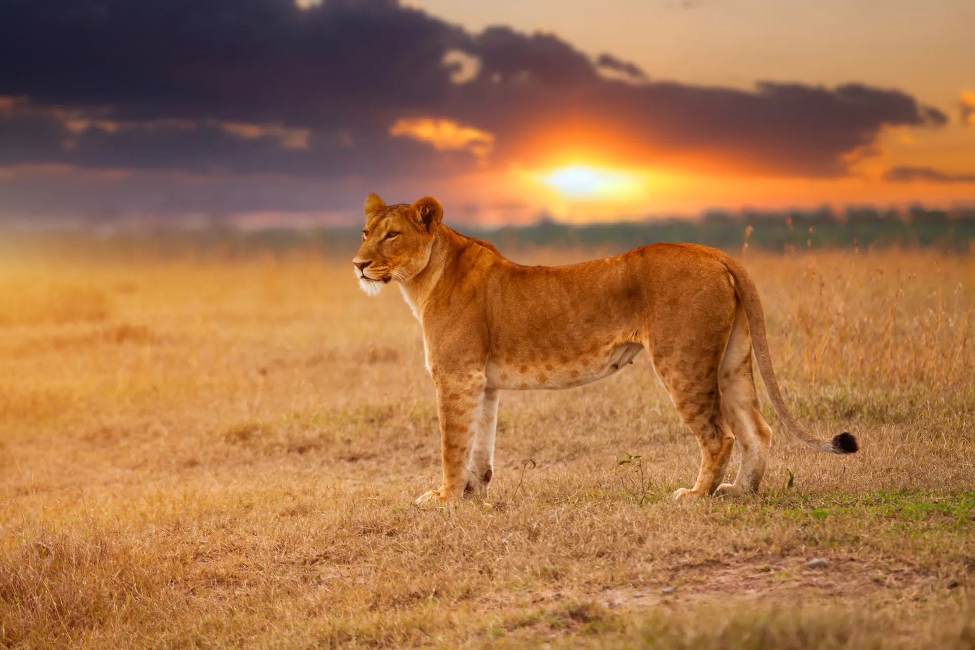 3 Days Manyara and Tarangire Safari