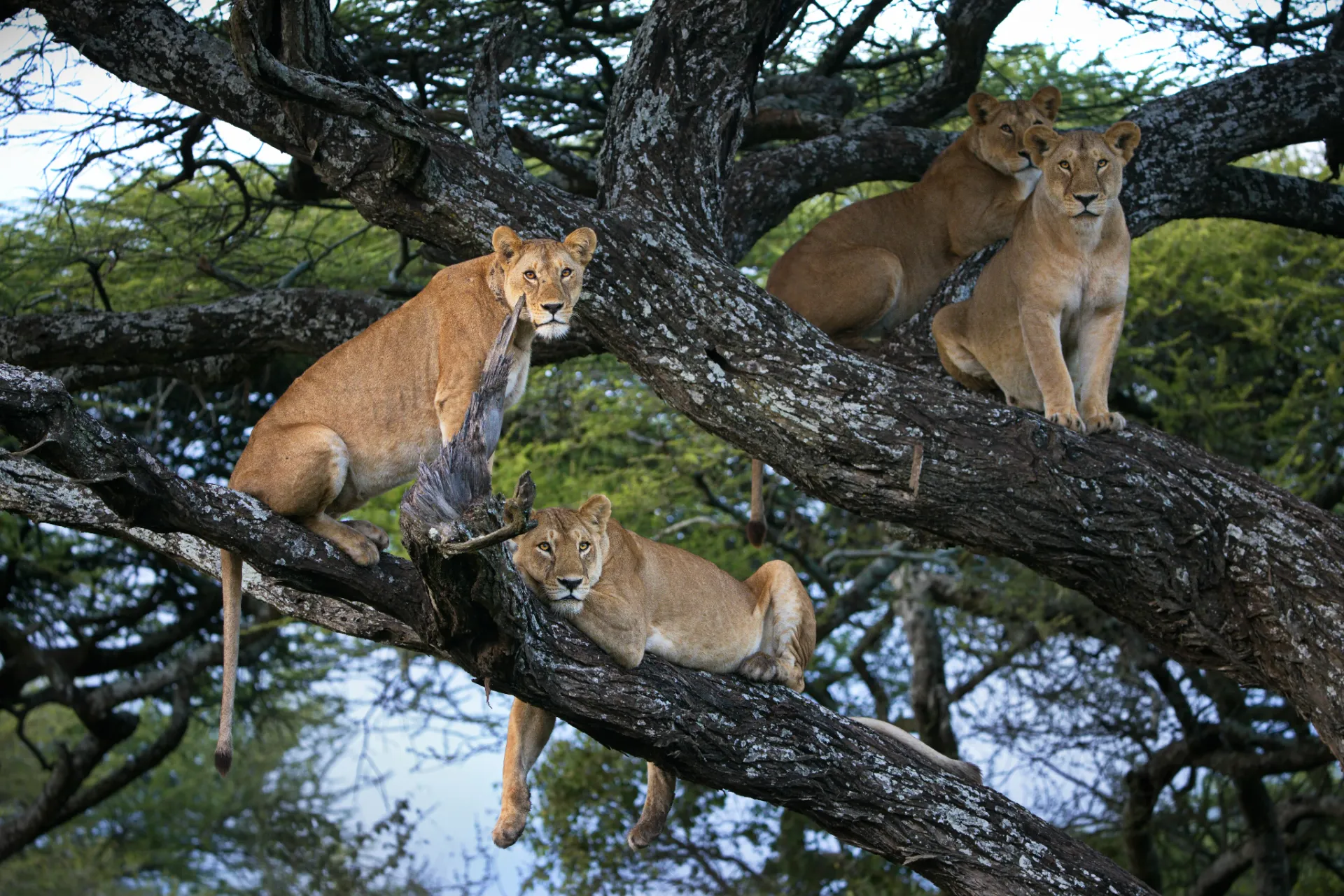 7 Days Serengeti Migration Safari